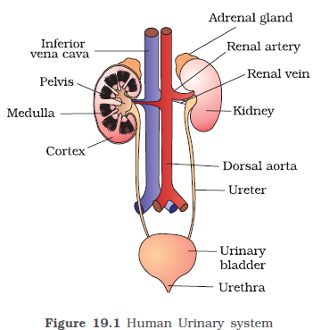 Diagram of the Excretory System - The Excretory System